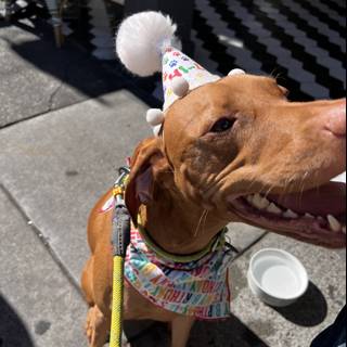 Birthday Dog on Leash