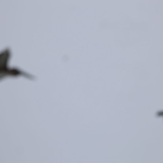 Two Birds in Flight Against Overcast Sky