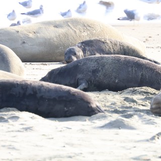 Elephant Seals Resting on Drakes Beach Shore