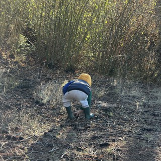 Young Explorer Discovers Wonders in Winter Brush