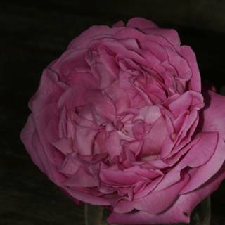 Pink Rose in a Vase