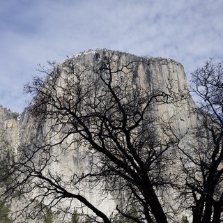 Bare Oak Trees Frame El Capitan in Winter