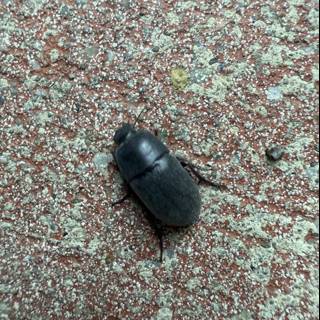 Nature's Small Sculptor
