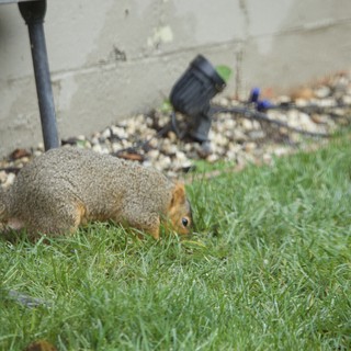 Fox Squirrel Foraging in Backyard Lawn