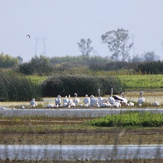 White Pelicans Gathering at Wetland Sanctuary