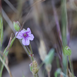 Delicate Purple Wildflower Blooms Among Dry Grasses