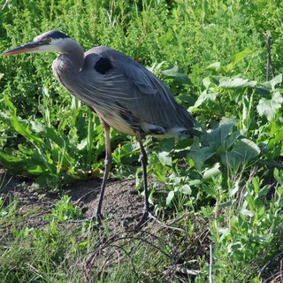 Great Blue Heron Foraging in Wetland Vegetation