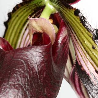 Captivating Close-Up of a Flower's Long Stem