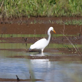 Great Egret Foraging in Shallow Wetland Waters
