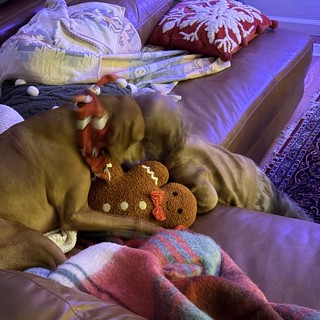 Golden Retriever Cuddling with Gingerbread Plush Toy at Dawn