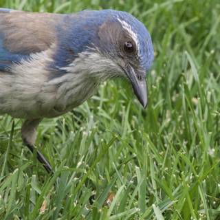 Curious Jay in the Grass