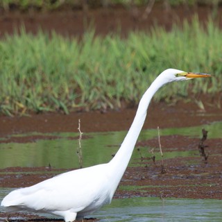 Great Egret Hunting in Shallow Wetland Waters
