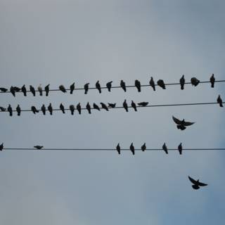 Flock of Birds on a Wire