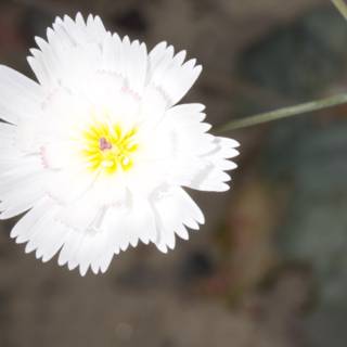 A Beautiful Daisy in the Desert