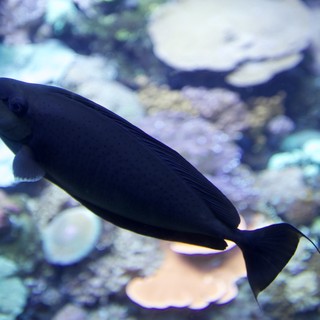 Black Tang Fish Swimming in Coral Reef Aquarium