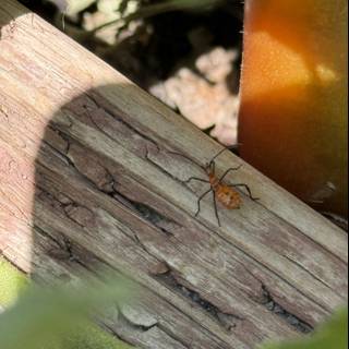 Tiny Wanderer in the Garden