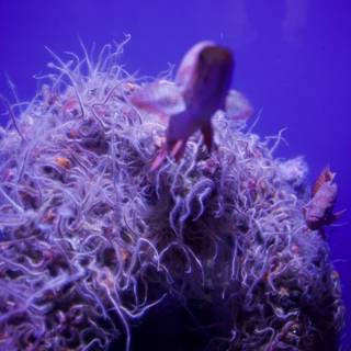 Purple Luminescence: Sea Anemone Specimen