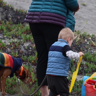 Toddler and Dog Explore Sandy Beach Together