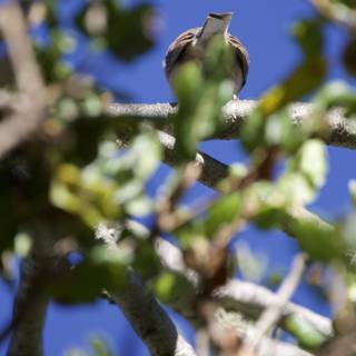 Hidden Perch