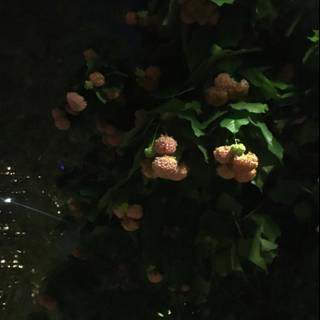 Berries on a Night Tree