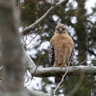 Red-shouldered Hawk Perched on Winter Branch