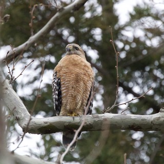 Red-Shouldered Hawk Perched on Winter Branch
