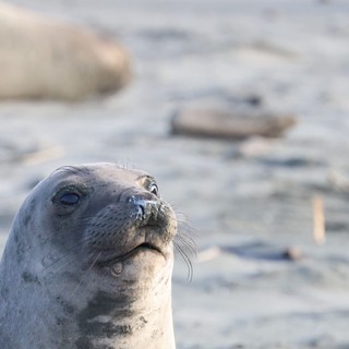 Elephant Seal Pup Portrait at Drakes Beach