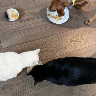 Furry Friends Dining Together on Hardwood Floor