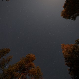 Starry Night Sky Through Pine Forest Canopy
