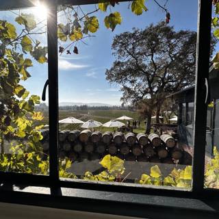 Window view of the bountiful vineyard