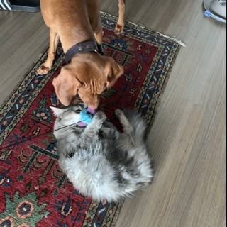 Furry Friends at Play