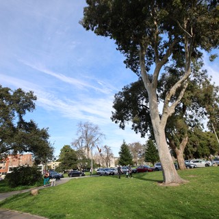 Eucalyptus Trees Towering Over Park Walkway