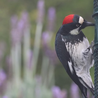 Acorn Woodpecker Feeding at Garden Bird Feeder