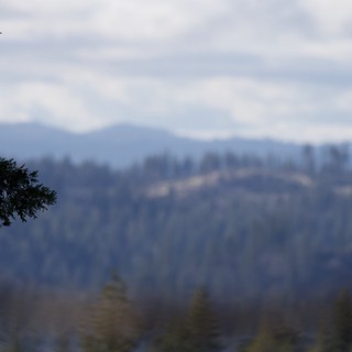 Misty Mountain Vista Through Pine Branches