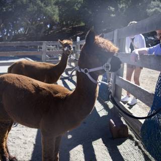 Llama Encounters in Carmel Valley