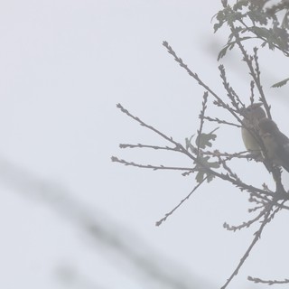 Small Bird Perched on Bare Winter Branch