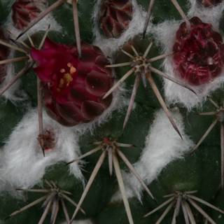 Snowy Cactus with Red Blooms