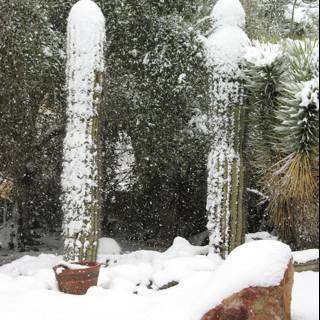 Snowy Cactus