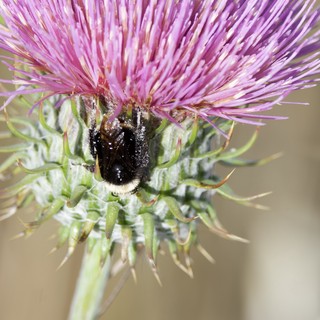 Bumblebee Foraging on Purple Thistle Bloom