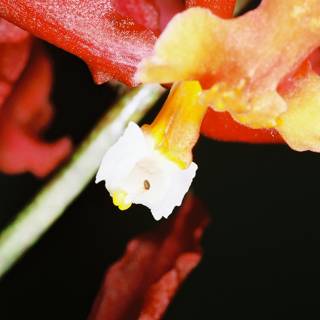 White-Centered Flower Zoom