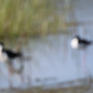 Avocets Foraging in Motion at Wetland Preserve