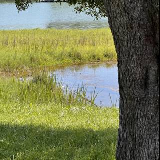 Tranquil Waterside Moment