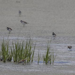 Serenity in the Marsh
