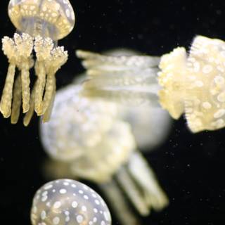 Majestic Jellyfish in the Deep Sea