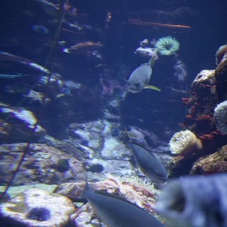 Underwater Reef Scene with Tropical Fish and Anemones