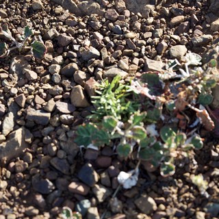 Hardy Desert Plants Surviving Among Rocky Gravel