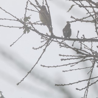 Two Birds Perched on Winter Branches at Dusk