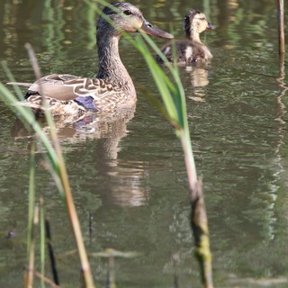 Female Mallard Duck Swimming in Wetland Pond