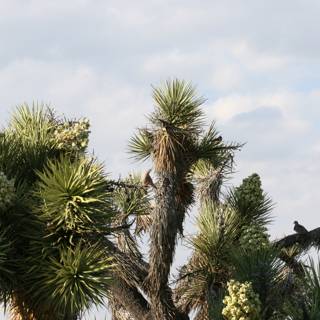 A Joshua Tree with a Feathered Visitor