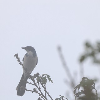 Scrub Jay Silhouetted Against Foggy Sky